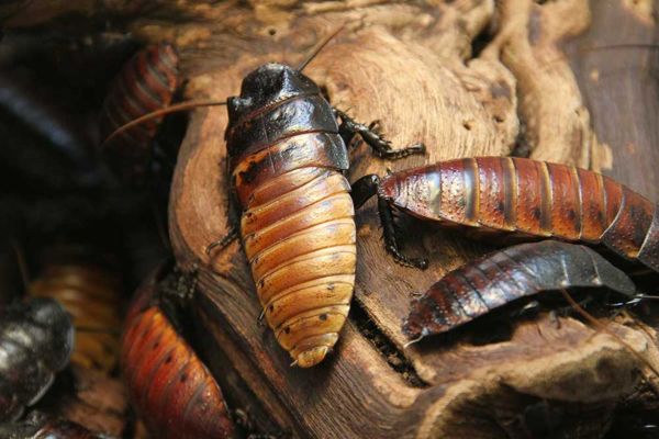 Viele Kakerlaken auf Baumstamm Geschichte nach CS Schädlingsbekämpfung