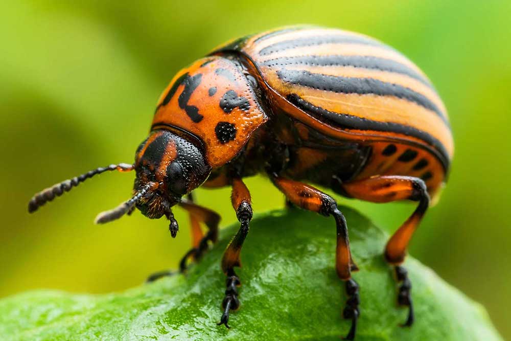 Vergrößerter Käfer sitzt auf einem Blatt